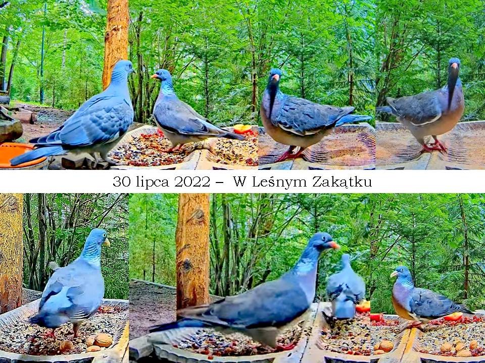 livebirdspoland_52ccb25b6703c84da5aadede0fe905c9.jpg