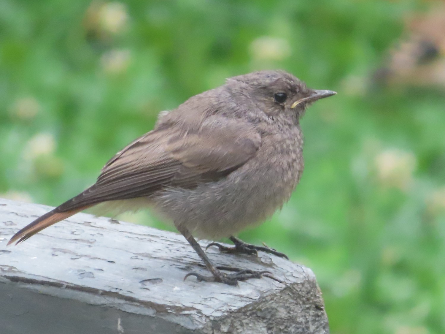 livebirdspoland_8b37bbec9feee3a1b8b30a2b704a03a1.jpg
