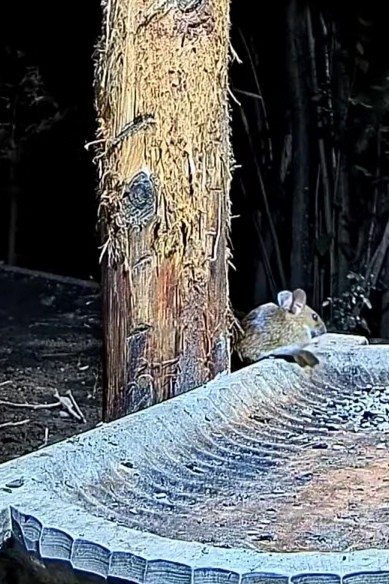 livebirdspoland_6049ce1c5ca870fde515c129f9ed891a.jpg