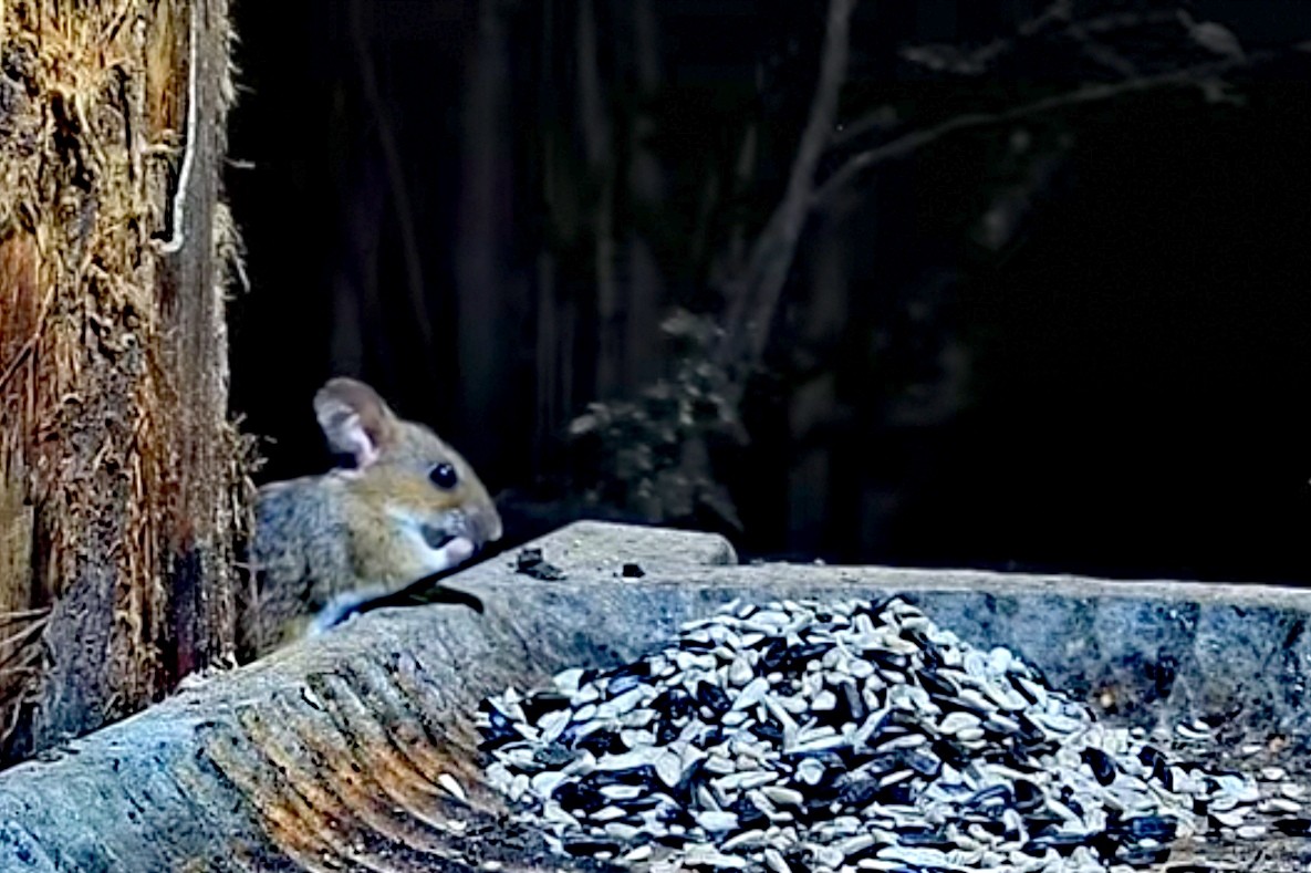 livebirdspoland_03f0e0c300d09066397893929a599640.jpg