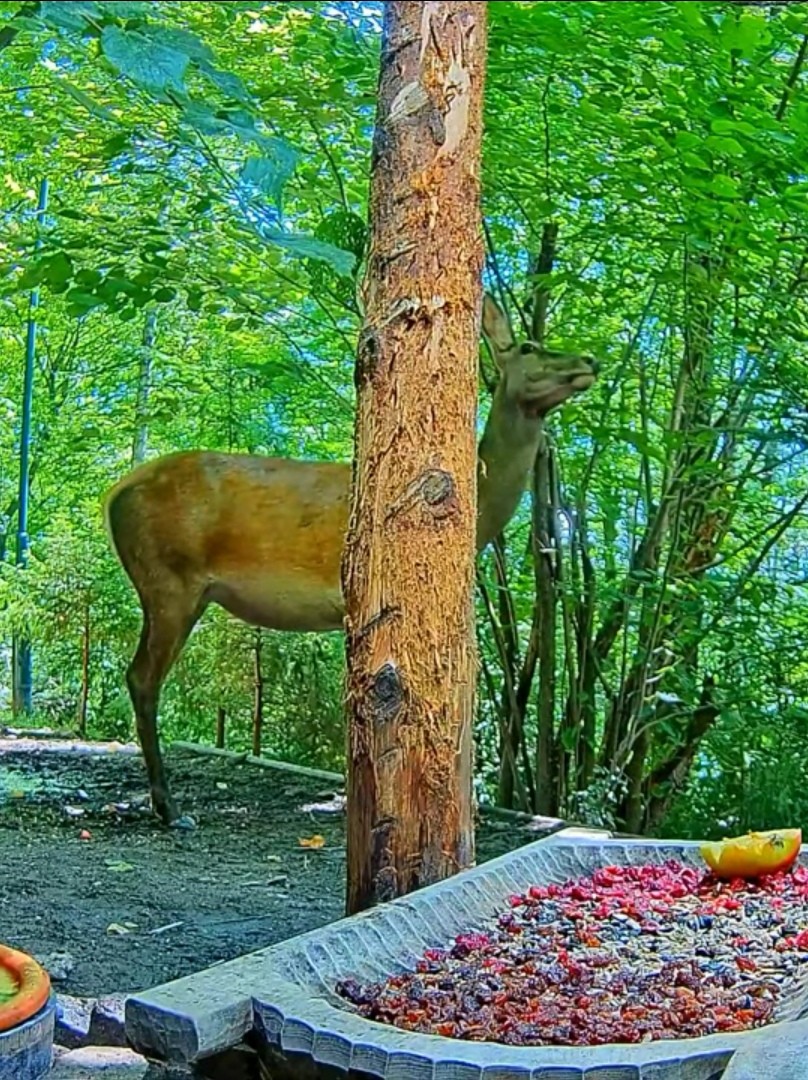 livebirdspoland_9b8d822fdaa58511d68e074d3bde617b.jpg