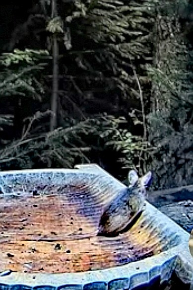 livebirdspoland_edcccaa40eafc90d348aab9b475106cb.jpg