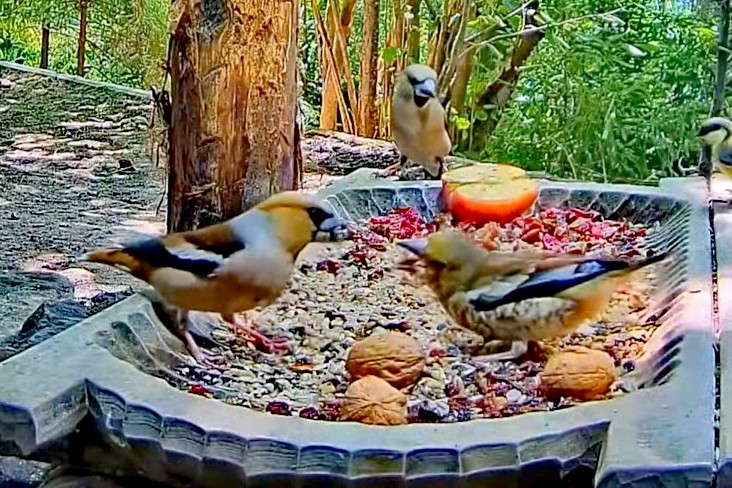 livebirdspoland_2ec3f8883077fbf2426c0175051e2278.jpg