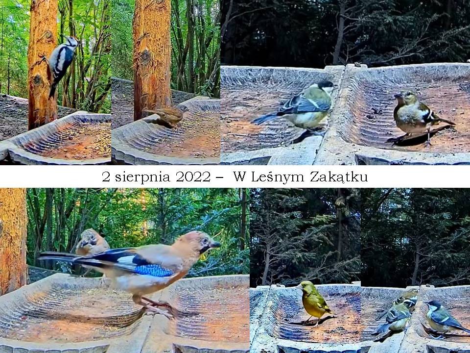livebirdspoland_c5d85cd5e4a47fd5d84c307bbc36dcd7.jpg