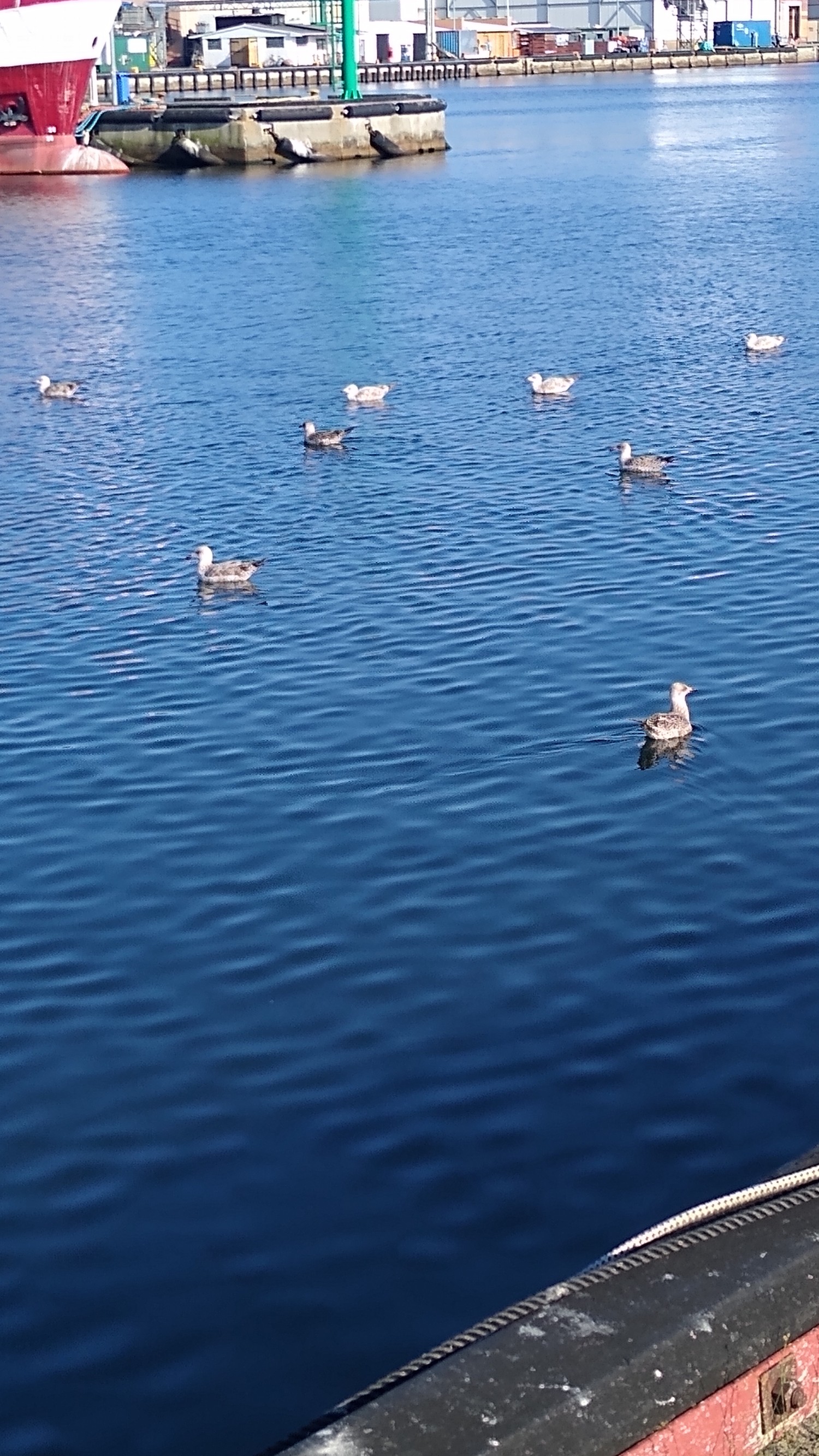 livebirdspoland_7410dd95979bcadfe72829bba133a02f.jpg