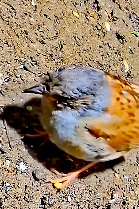 livebirdspoland_490f01a5514d5e6178d7eb674fa95da1.jpg