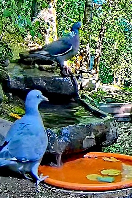 livebirdspoland_990b009d24c2de827c5f650eda46edb4.jpg