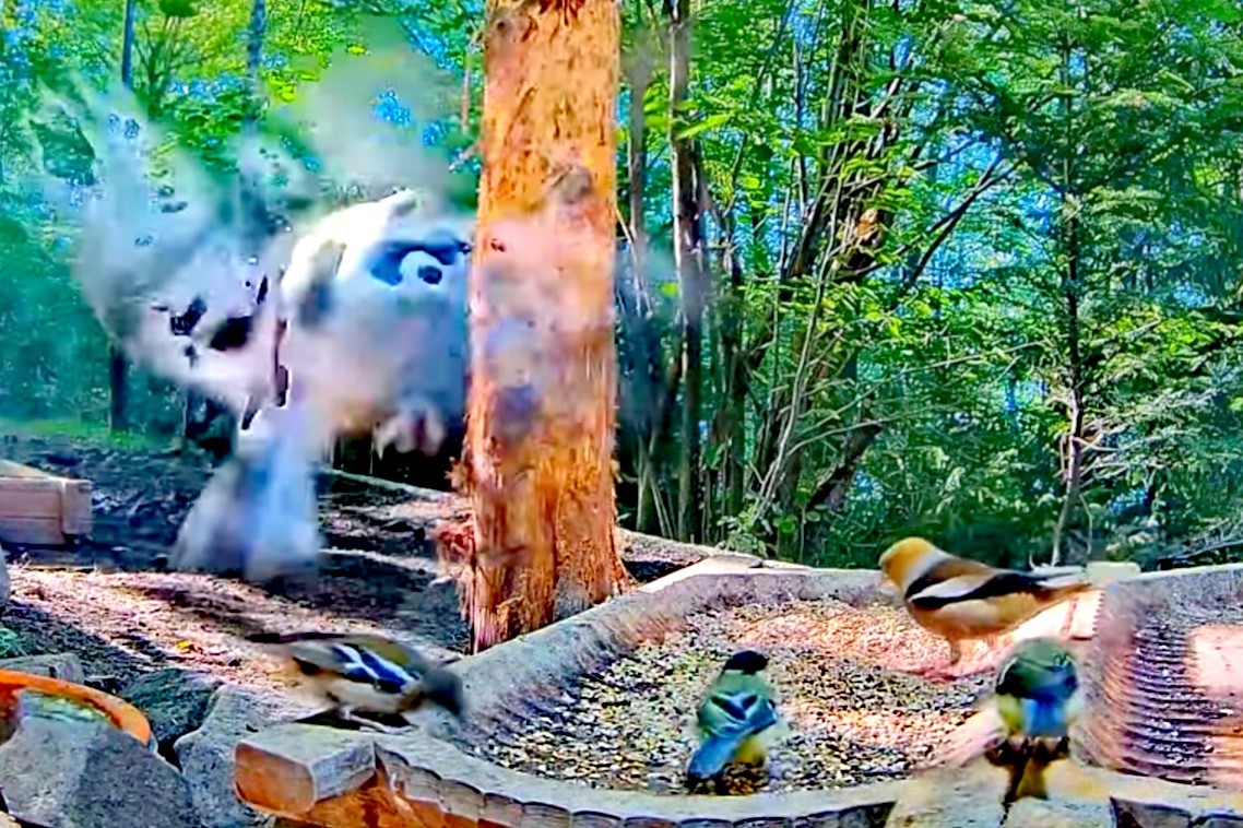 livebirdspoland_257eb99df6ef55ea8225ef0dfa48ea6d.jpg