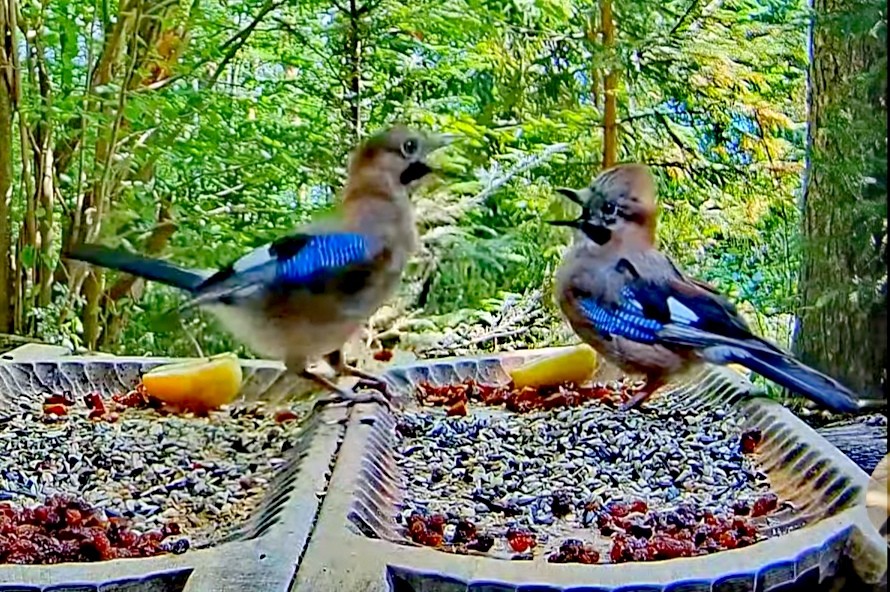 livebirdspoland_c26c38da92bf2d0f5ed77baaedf9df51.jpg