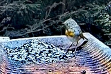 livebirdspoland_5620537b08d9837afc8528307985c2b8.jpg