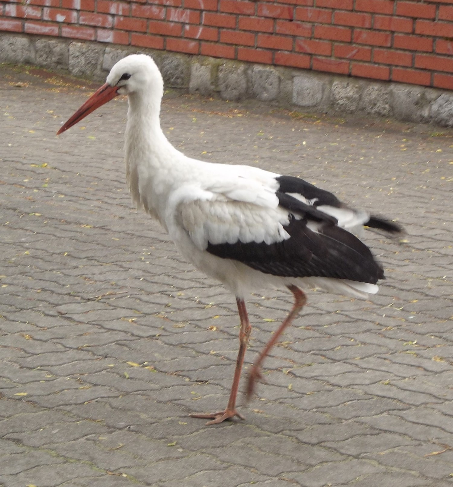 livebirdspoland_72d709c9d1aef791c63632b7b02e07f9.jpg
