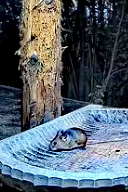 livebirdspoland_dcd9bd846264d8d60b30484427d41436.jpg