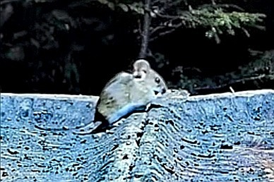 livebirdspoland_58b87a94b13d1e0c15424864d19845e3.jpg