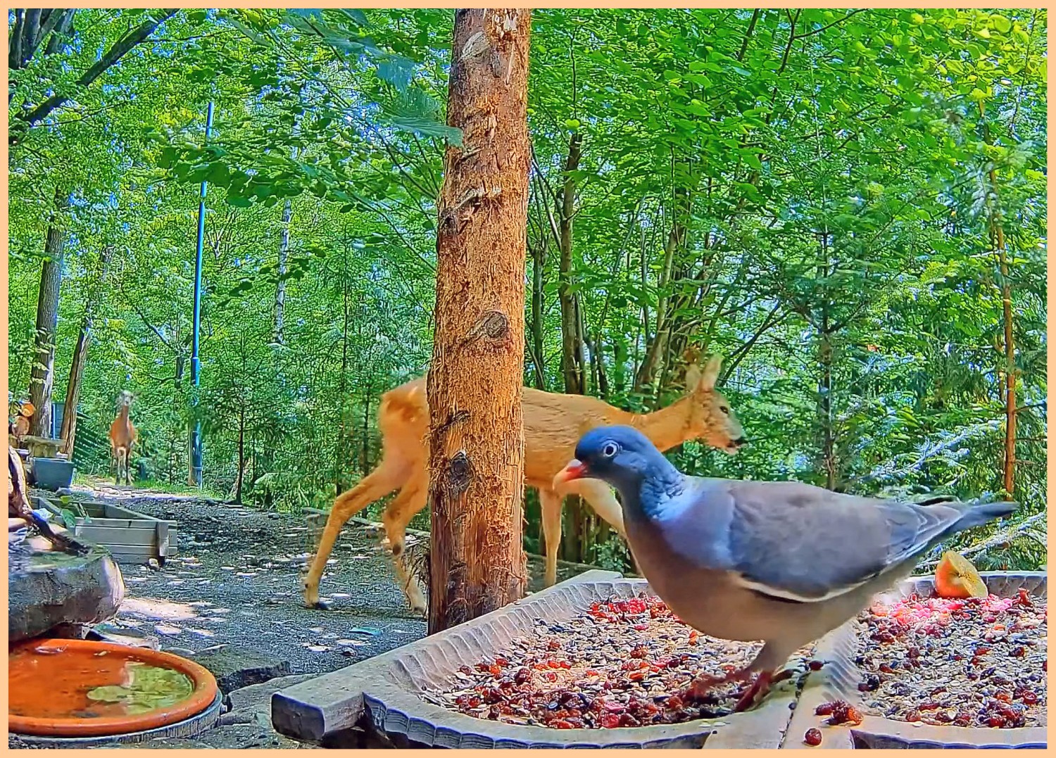 livebirdspoland_a28647e4010021c7082ecdec6a1785a5.jpg