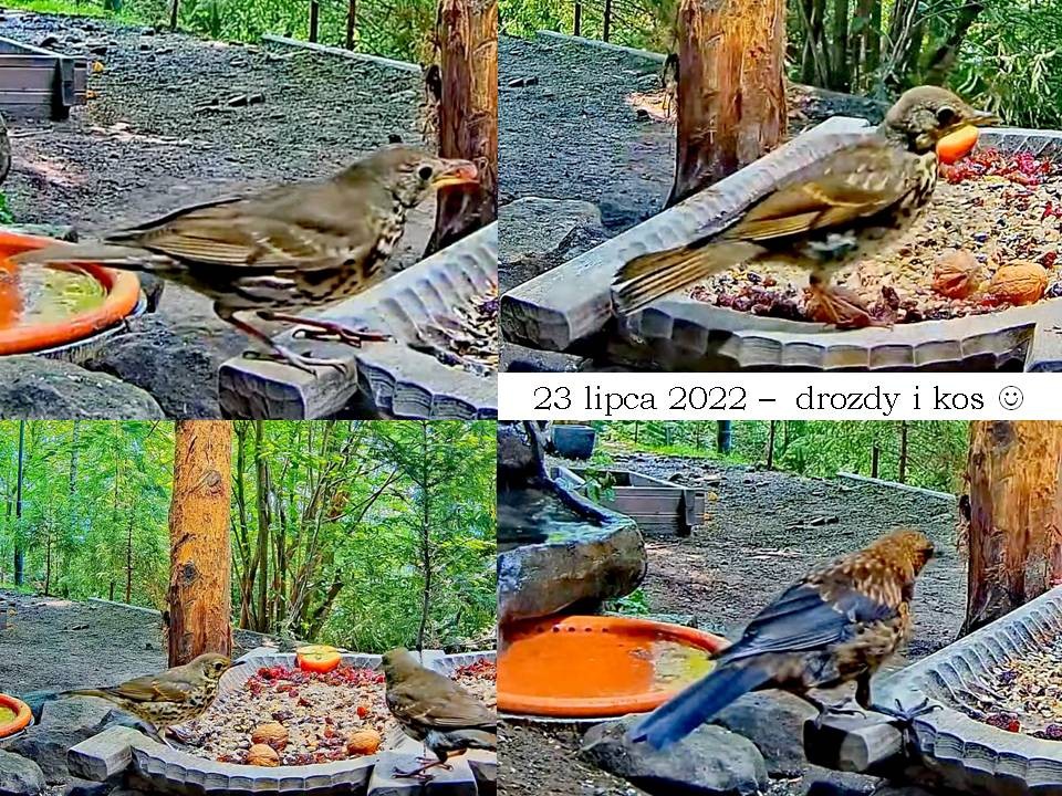 livebirdspoland_f0a1d5fd47370a8317858d7ee2ca03f8.jpg