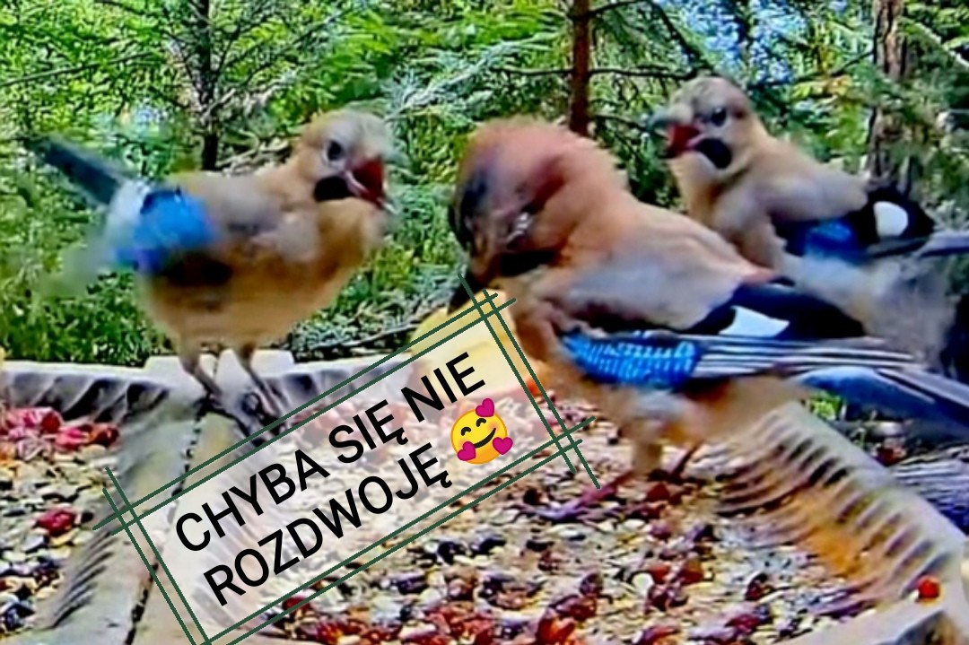livebirdspoland_5cd93f8cf3937520c17d960a764897e6.jpg