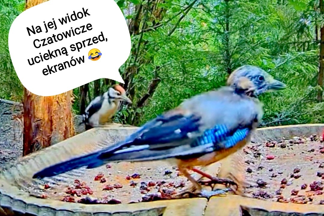 livebirdspoland_8328bf4aadca89f7da4c753a32e621e2.jpg