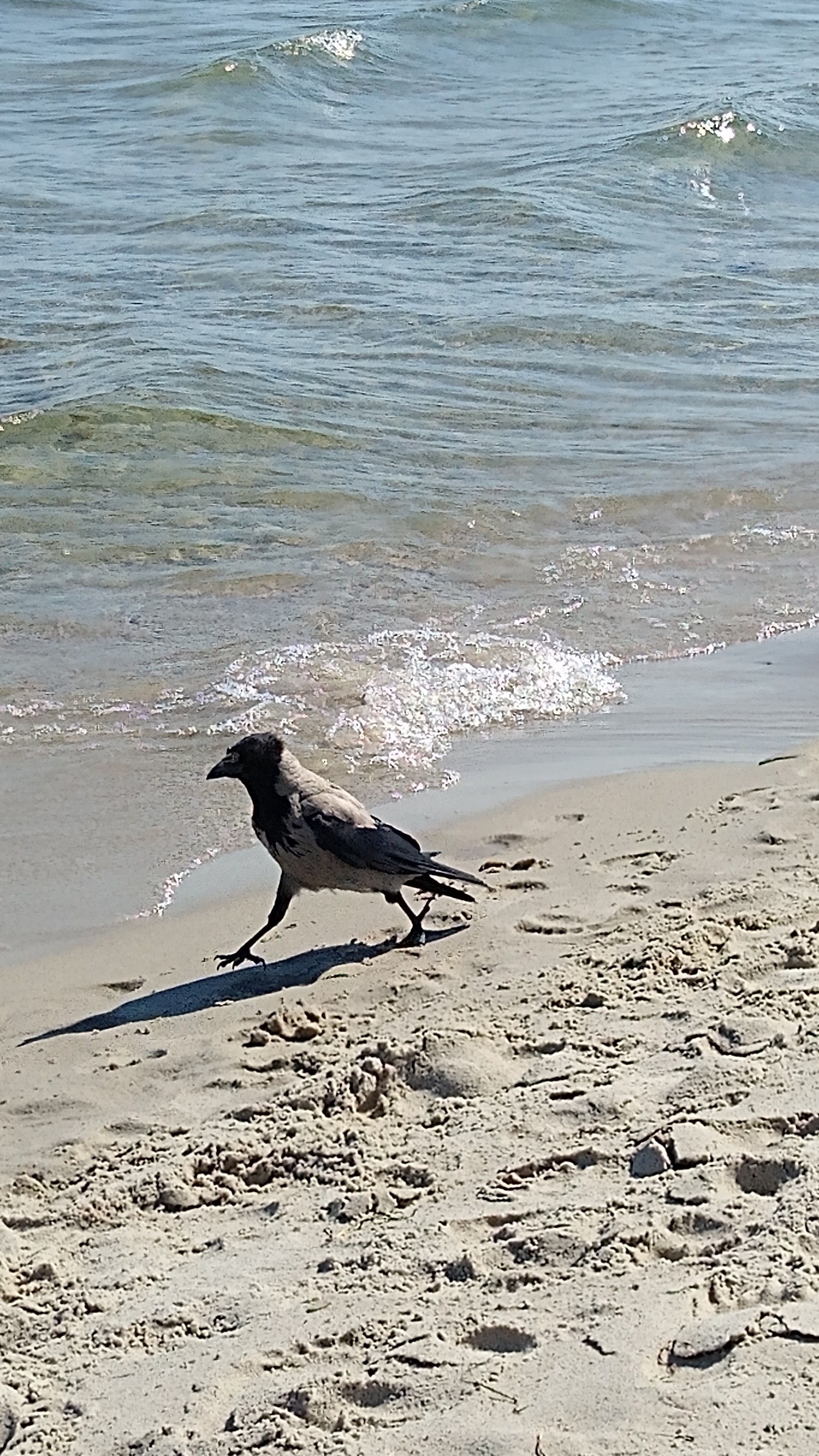 livebirdspoland_4a3142f27dcae5d5405a3f6cf865b519.jpg