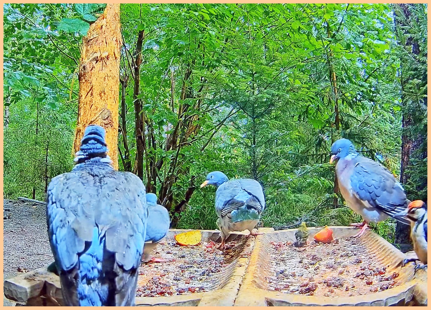 livebirdspoland_a9c3672648d98158e87f185839b71ad3.jpg