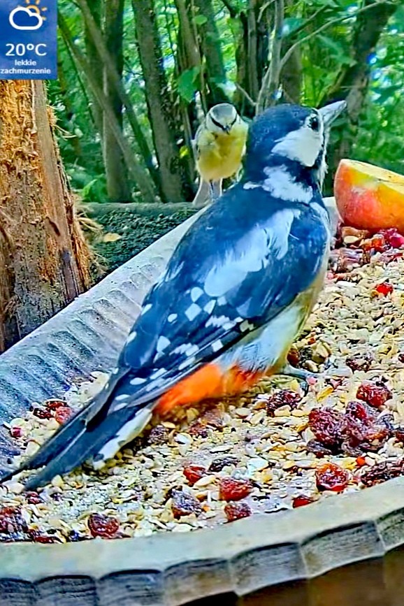 livebirdspoland_8aeed72d954b7dd17dfe841ad933ceb6.jpg