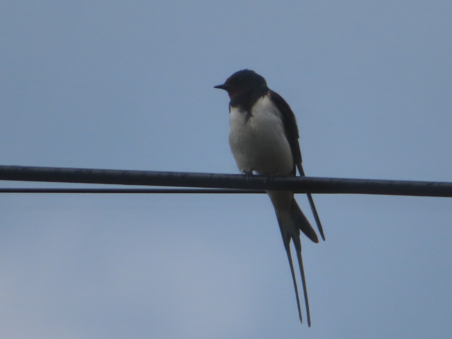 livebirdspoland_e77f12d83b19bc27fed9e37725110633.jpg