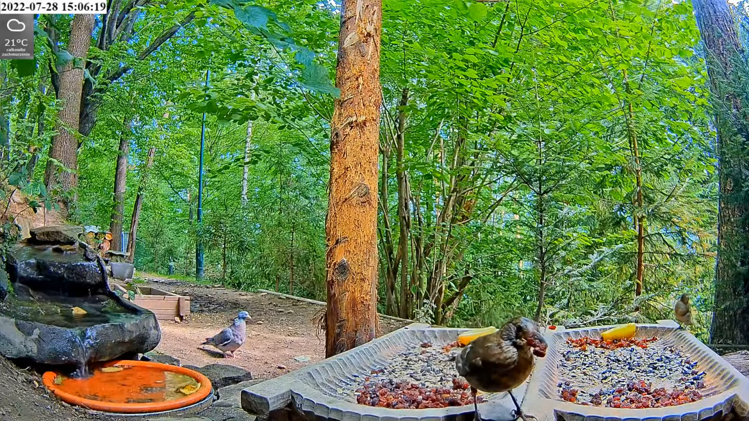 livebirdspoland_7b322004b4037d3cef2723cae86ba06a.png
