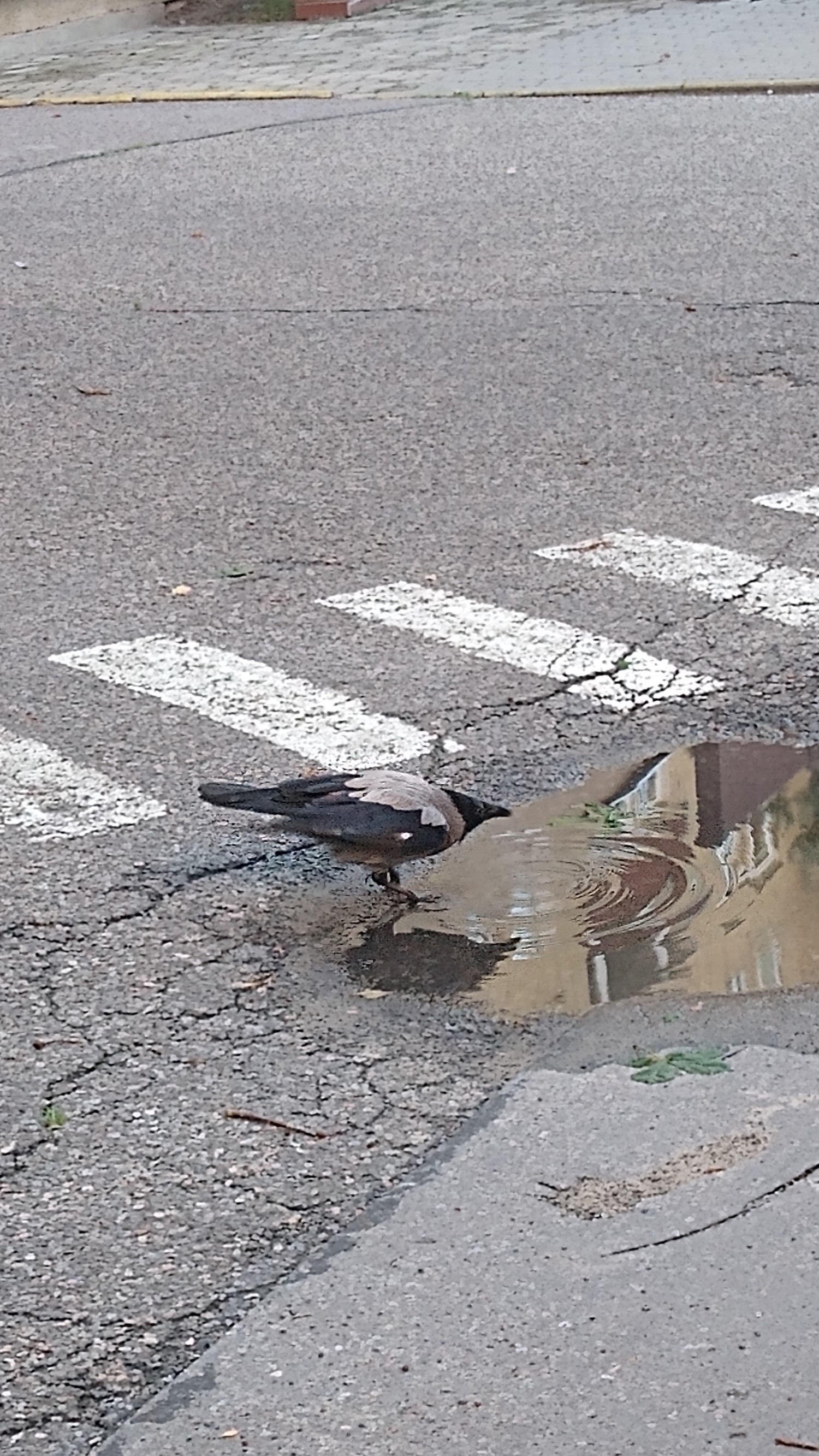 livebirdspoland_74b90c32115c52101653aecf692800f8.jpg