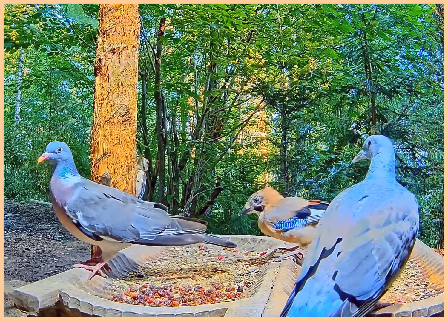 livebirdspoland_3eb502a733a831413c4120965bd22ab2.jpg