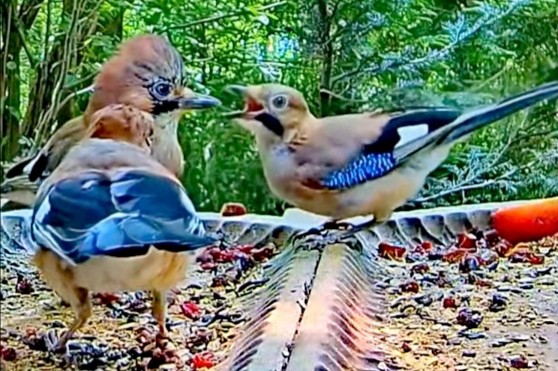 livebirdspoland_fce9eef7ca6e4b80ad6d235e53085b0a.jpg