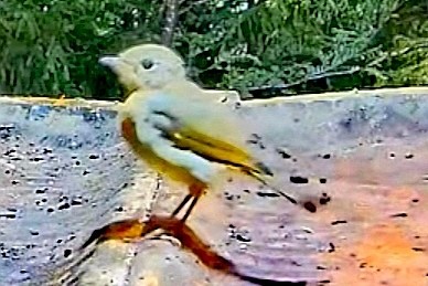 livebirdspoland_64de40d5c60544adc5e327d2eb1790de.jpg