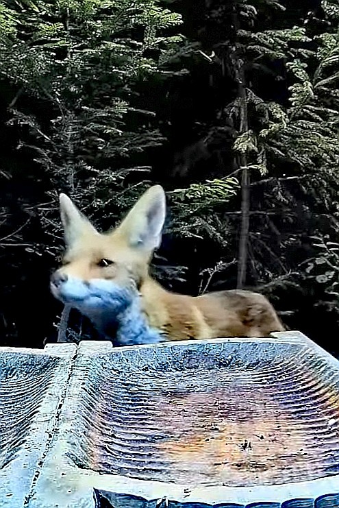 livebirdspoland_ab8c96fd067c76f1dcdac7c12aeafdf6.jpg