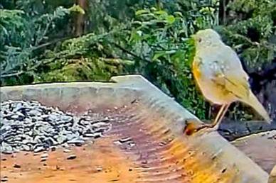 livebirdspoland_7dde348cef1600ee941e8d8060c5ece3.jpg