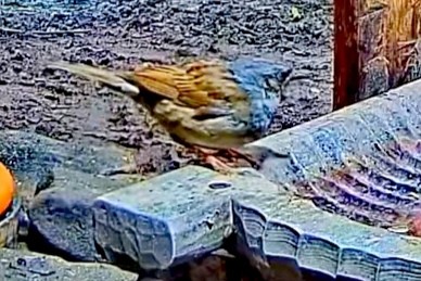 livebirdspoland_b43bc65ac7953bf73ae725cb2f3d208e.jpg
