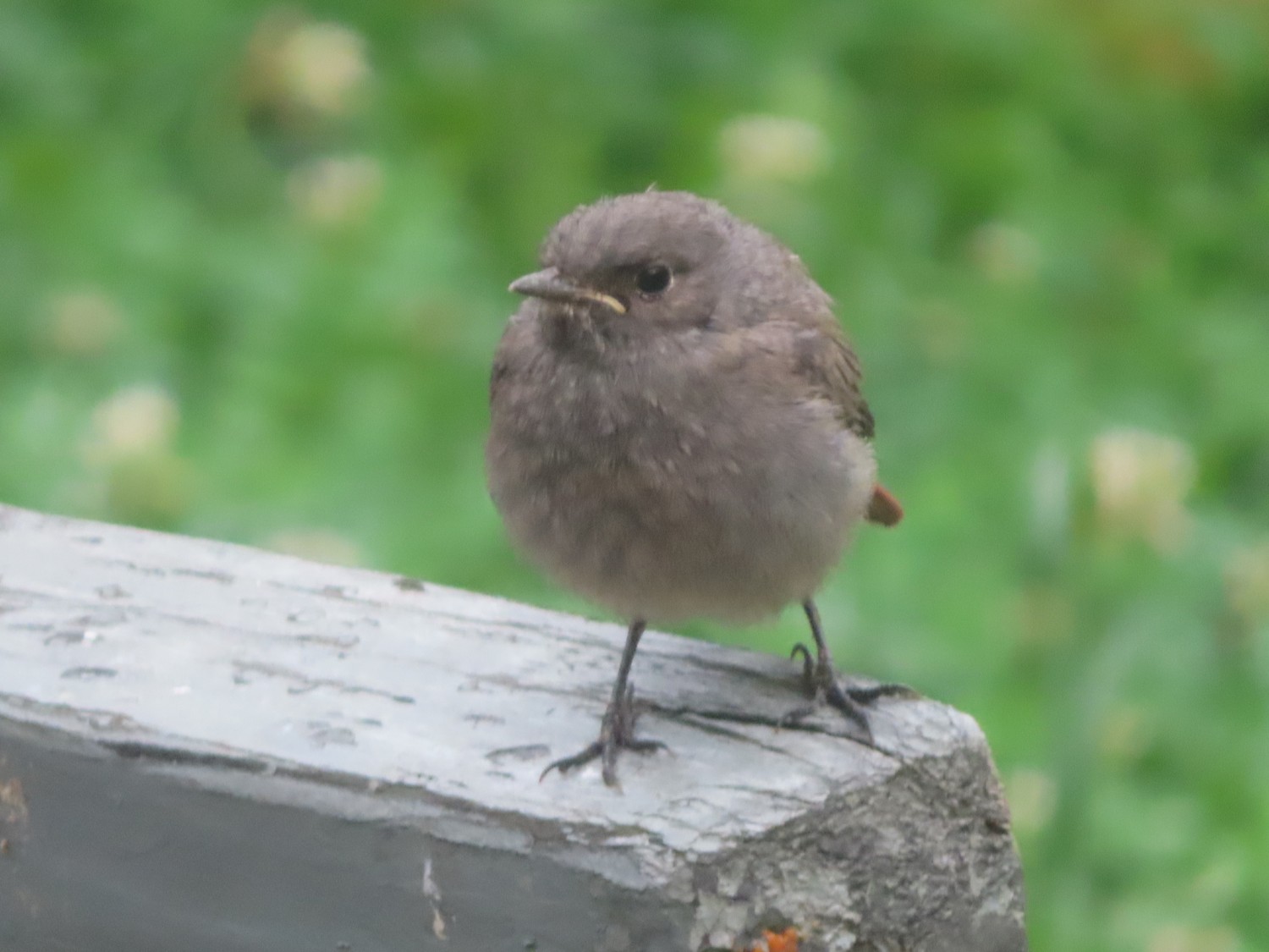 livebirdspoland_83ad1711a01b916e70b02efec58f960f.jpg