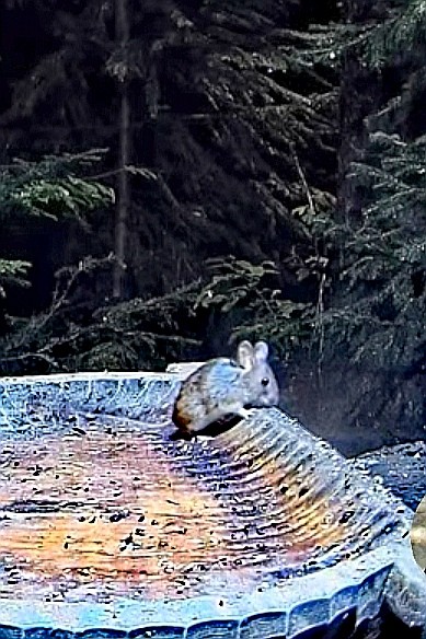 livebirdspoland_ba80280b44ac6527ecba175ecdc26799.jpg