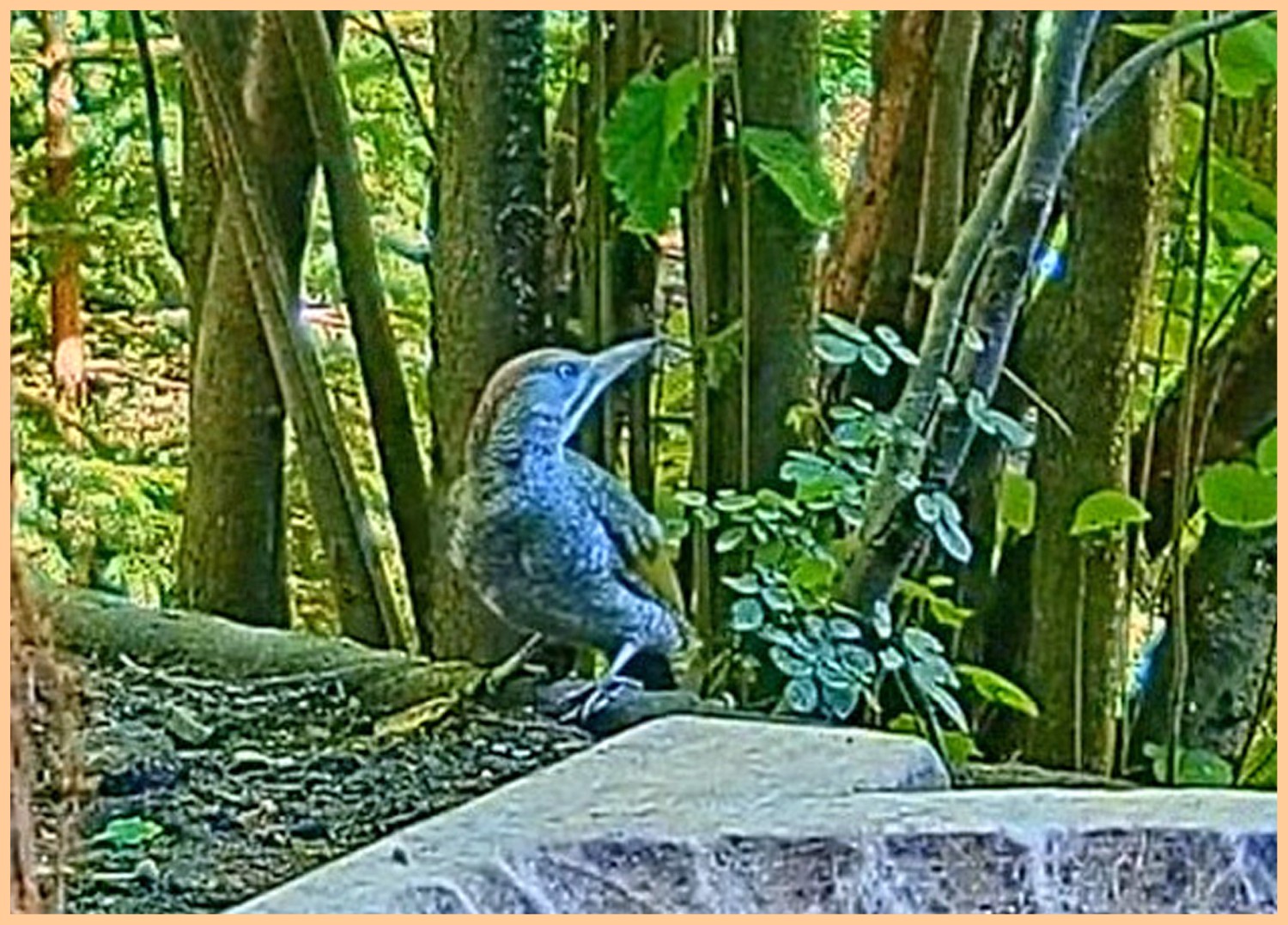 livebirdspoland_160feacb0de532d98e94928bb4c61d0f.jpg