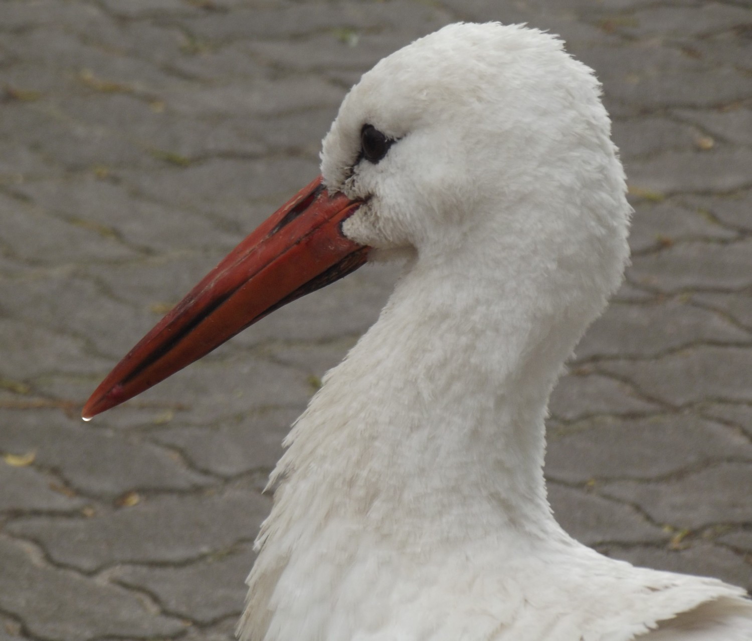 livebirdspoland_9a4f6e6c8ade45468d802786de19f7e2.jpg