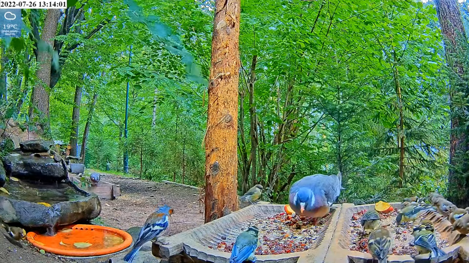 livebirdspoland_4309bddb793309d3e5fe727f3963f155.png