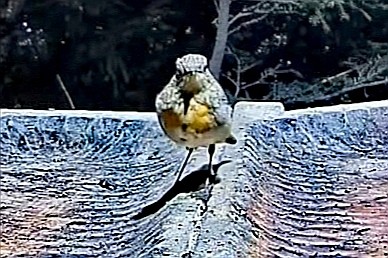 livebirdspoland_68a98dc809bbce5bf0c8de8457e93aec.jpg