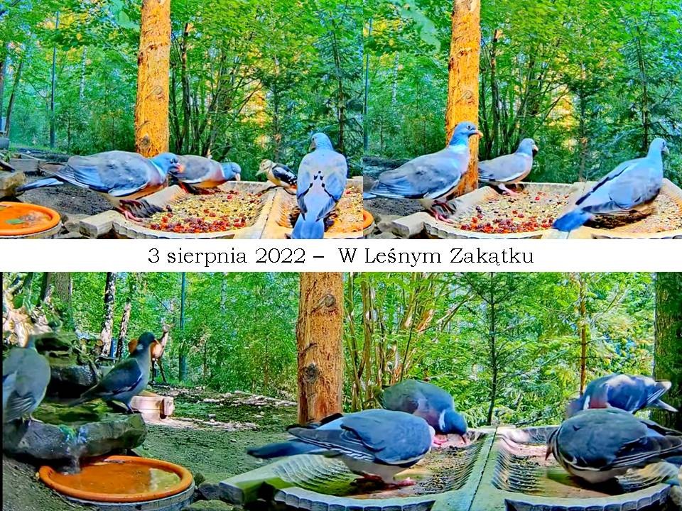 livebirdspoland_8ac8921fc7f49dba12095577bdfa964c.jpg