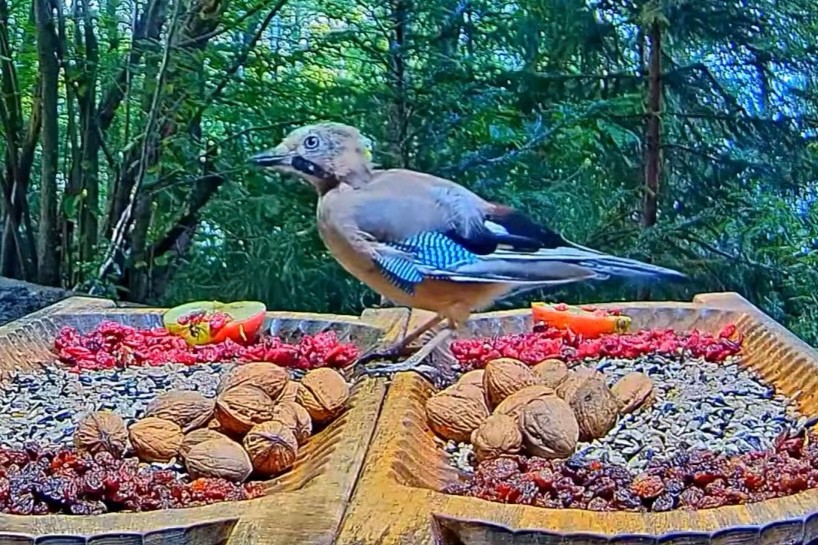 livebirdspoland_f58065265e3e26498798357d6430471a.jpg