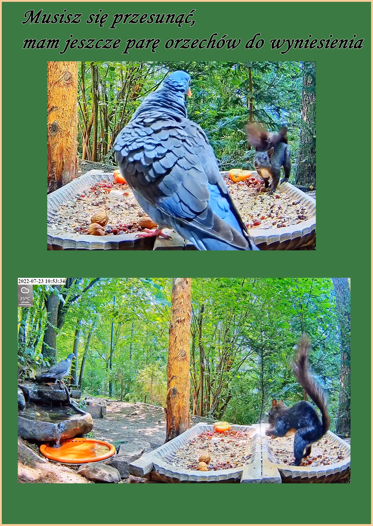 livebirdspoland_ac94de4d34e718c080fcd92e4d98dfe0.jpg