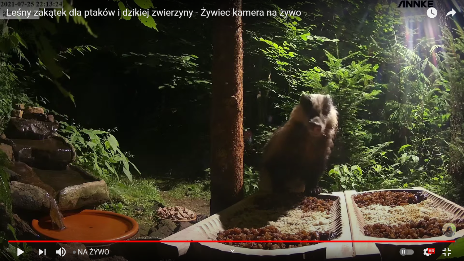 livebirdspoland_62a29592eeb92d19661febcaa187d087.png