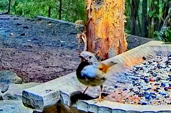 livebirdspoland_23d02f6e97e2a9c7fccbf8dbeb54bc60.jpg