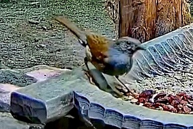 livebirdspoland_f351f1aeb173bc2fcd6ca1d3da13f6f4.jpg