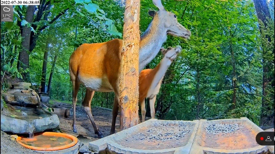 livebirdspoland_f0d3bff0638bdc0cfc5d27e47c0fb5f9.jpg