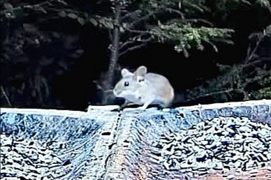 livebirdspoland_752f0b0e6407e1dbe01bc38542d8c6e2.jpg