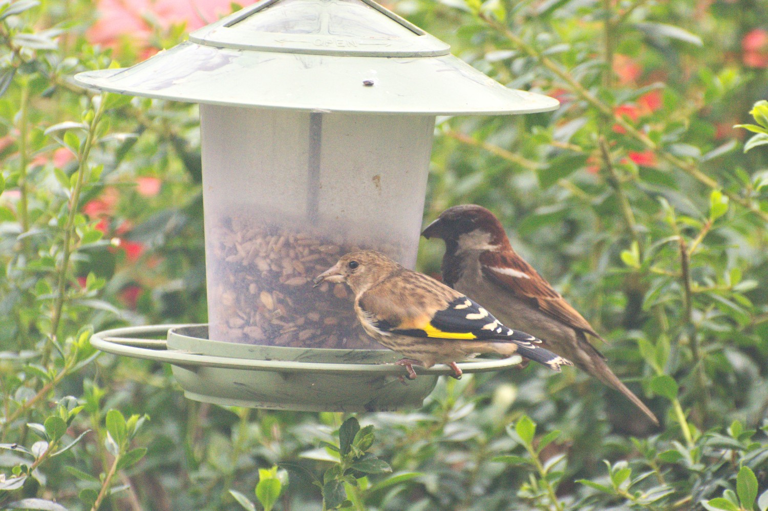 livebirdspoland_ce91b999db41fee58ac89a59e65b9454.jpg