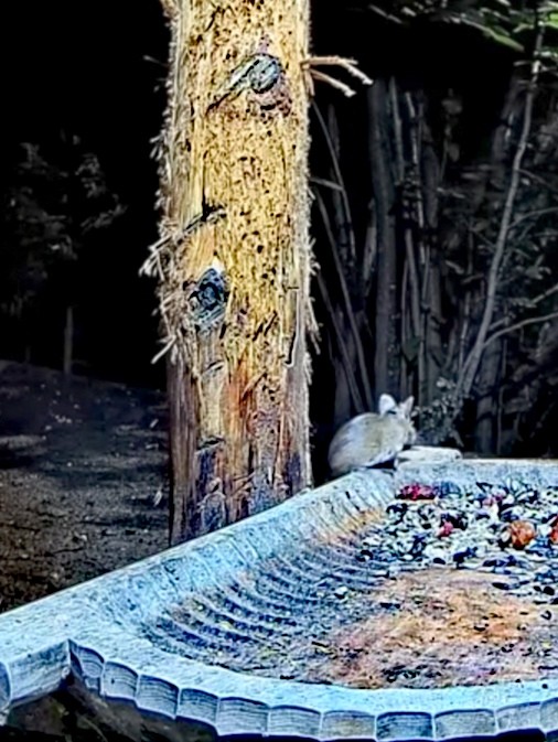 livebirdspoland_cd5cf5982835bf11ab79980b206c4eb6.jpg