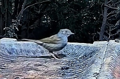 livebirdspoland_b520eacf7cd00e1fa0fb1828164b30f3.jpg